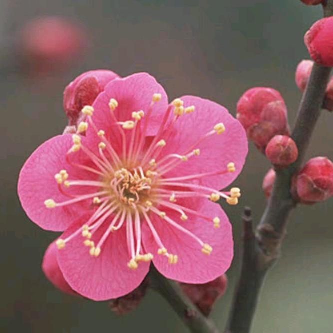 卉生活花卉