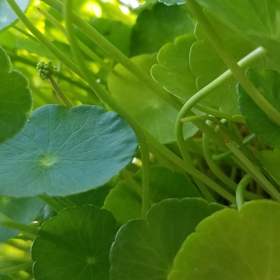 飞翔