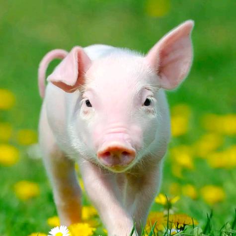 白天不懂夜的黑