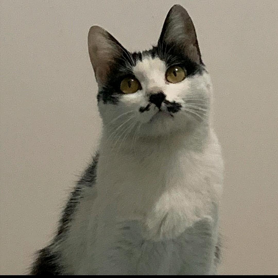 小红帽