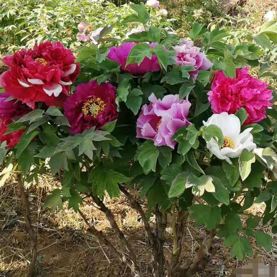 洛阳泰禾牡丹芍药花农