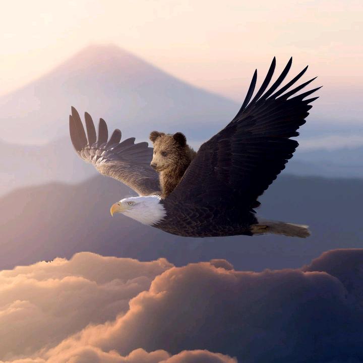 💘雄鹰展翅💘