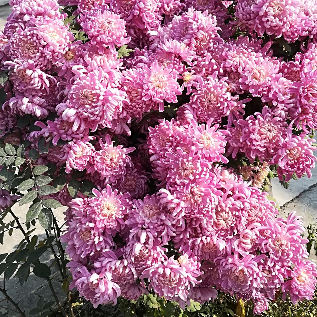 吉星高照 1387175809