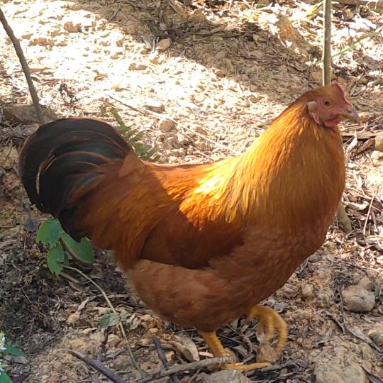 日理万机（🐔）野生小金桔