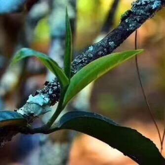 唐风茶艺馆