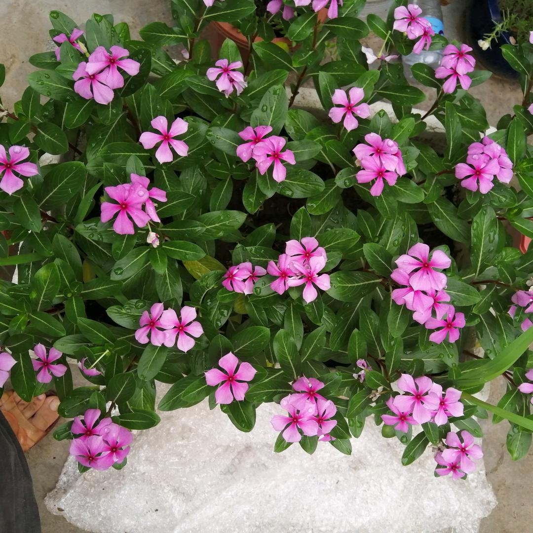 赫永梅，76龙女