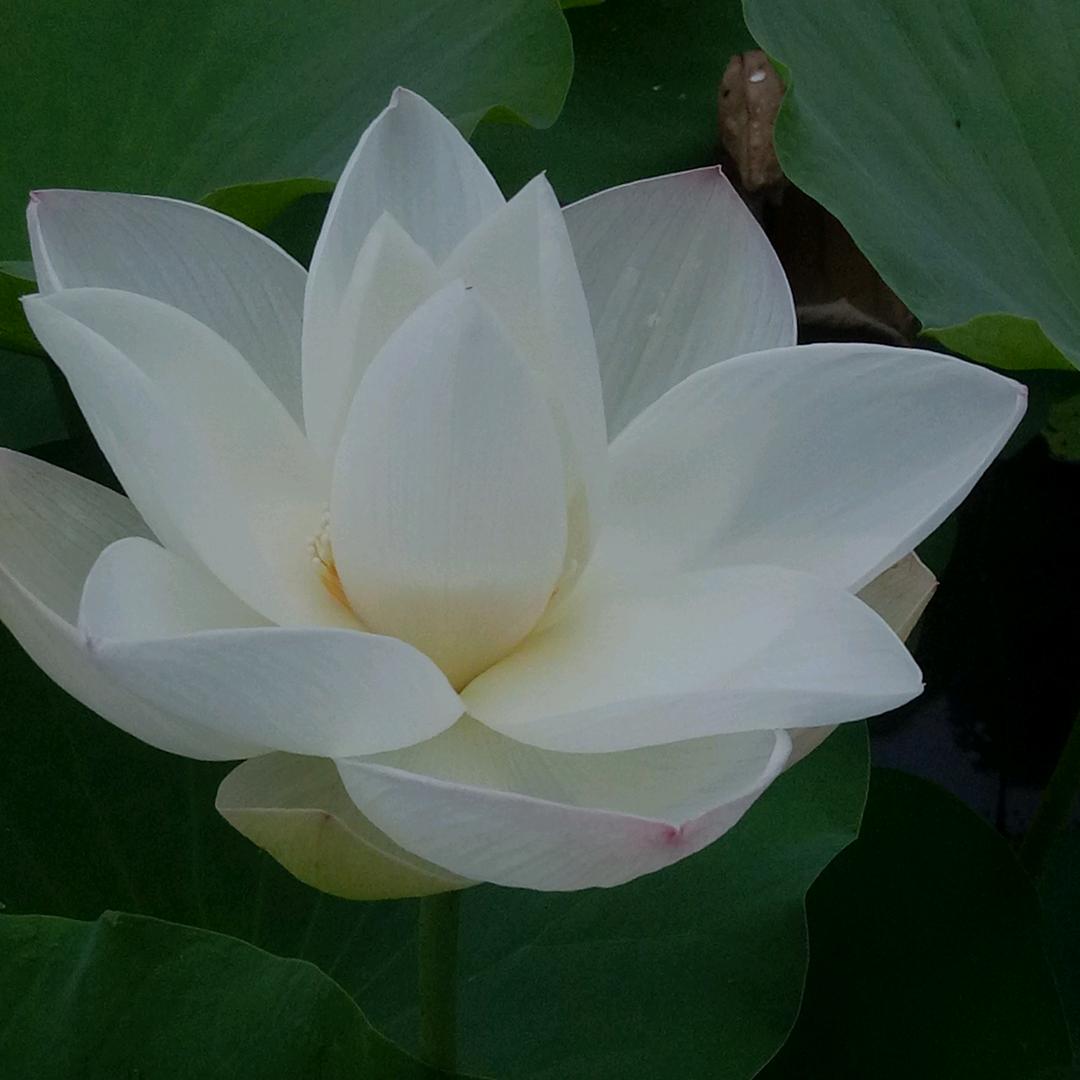 汤包姐