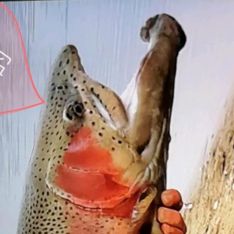 漂泊的游子🎣🎣