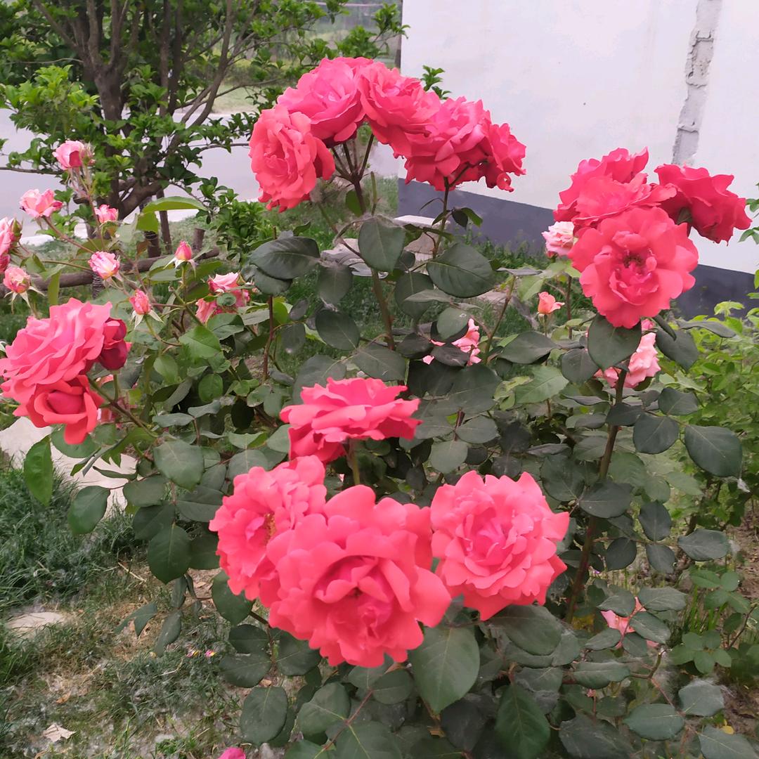 花开富贵🌺