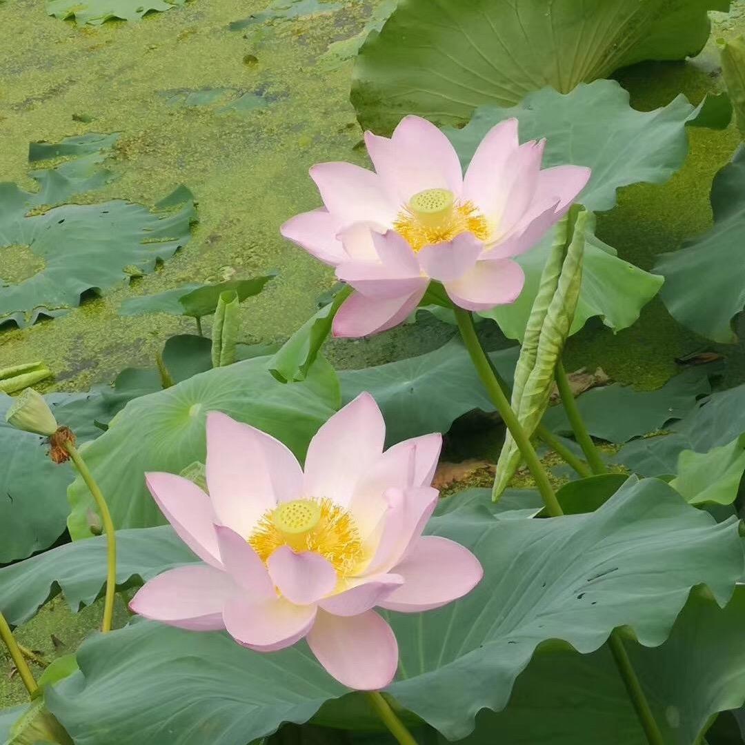 默默守护着你。