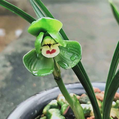 黄老师兰花