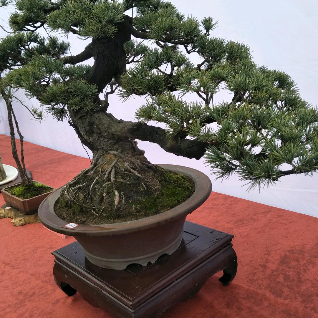 小丽静