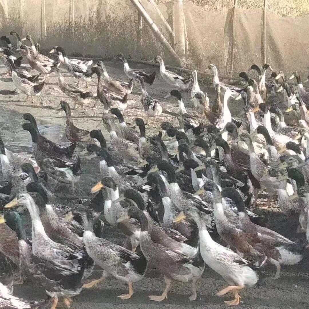 农牧养殖苏哥