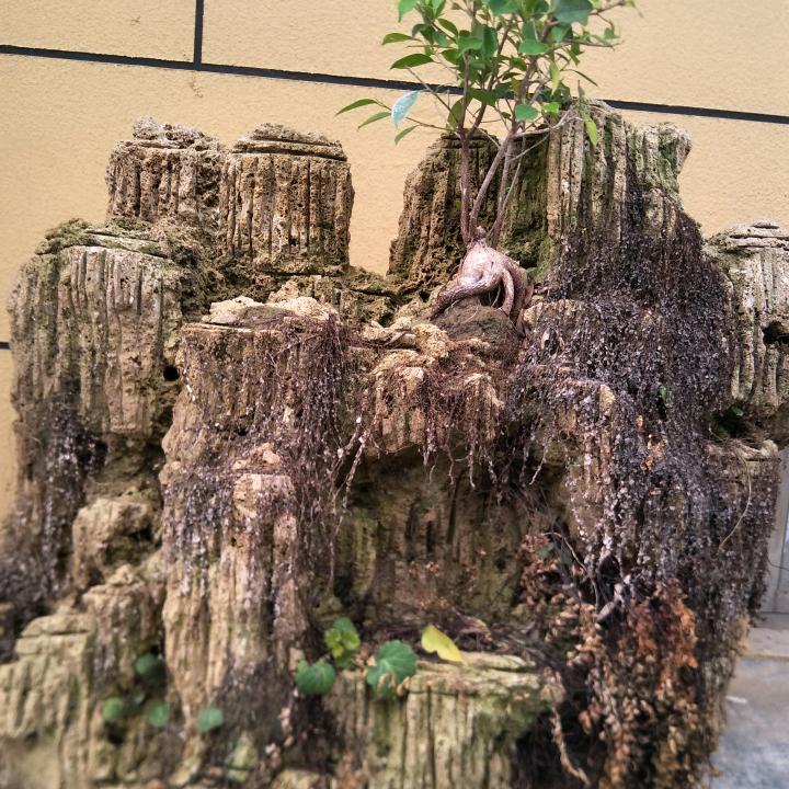 涛哥