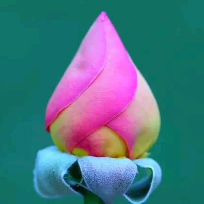 回忆带着薄荷味