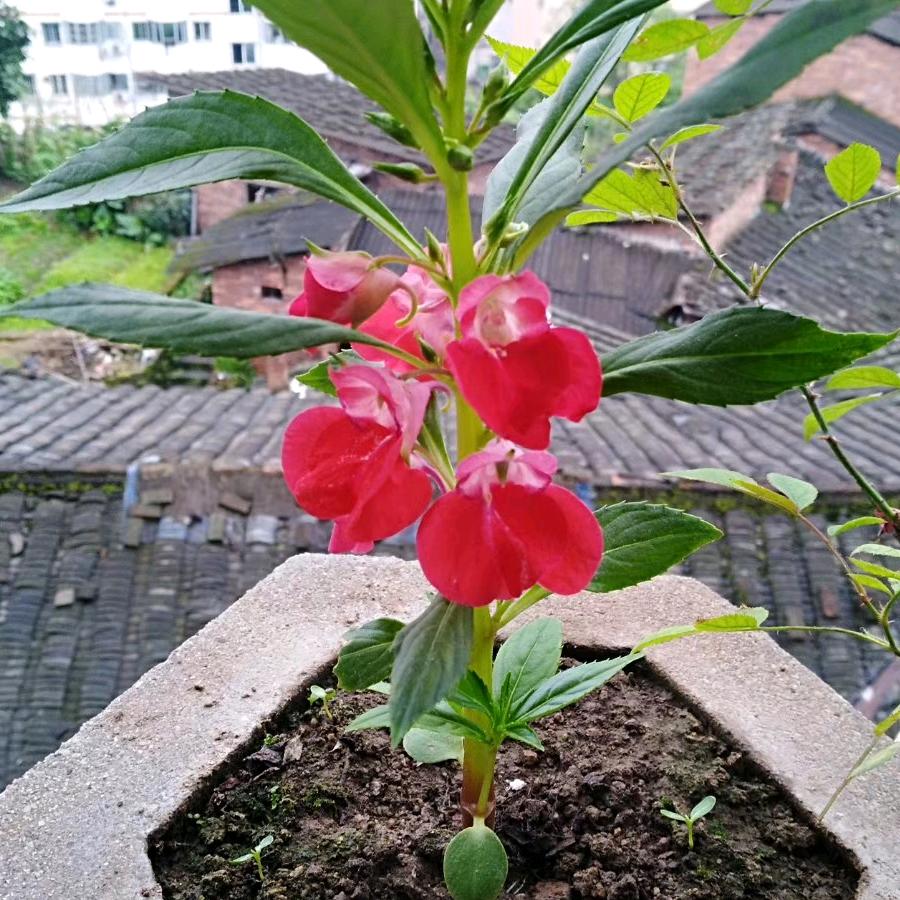 🌹开心快乐