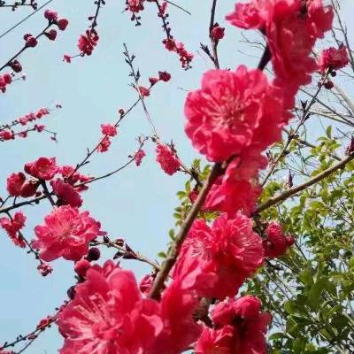 锦上添花💋