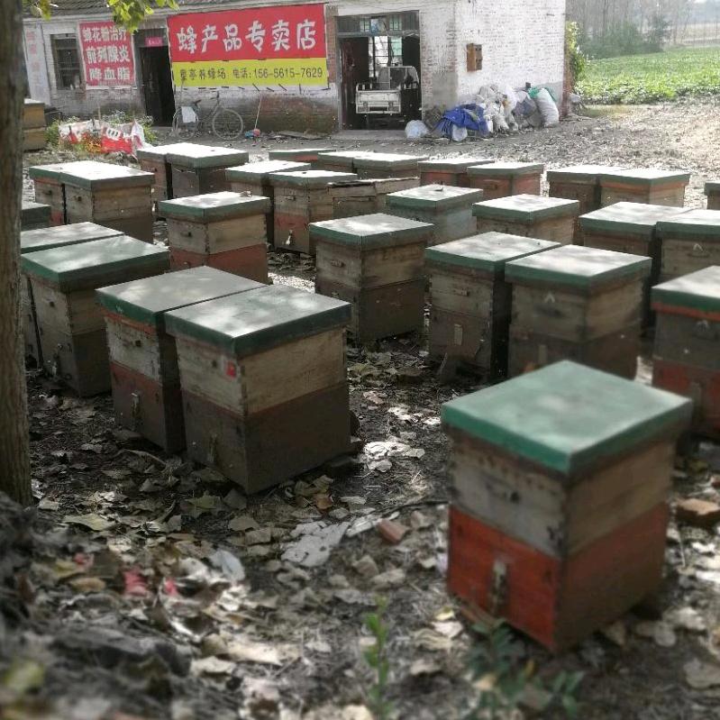 蜜蜂引路