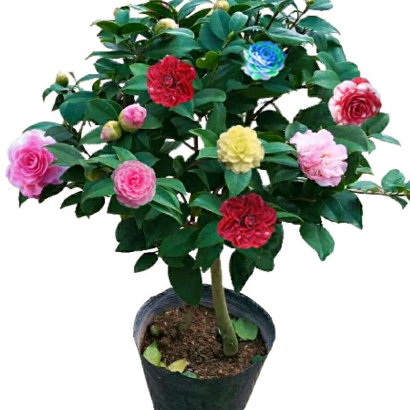 ✨零距离✨✨✨