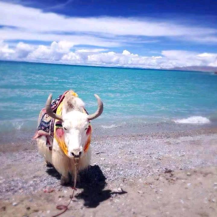 会打酱油的番薯