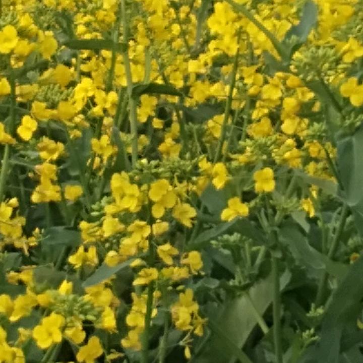 知足常乐，