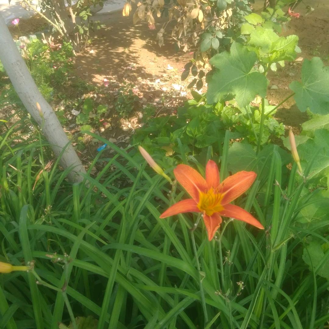 迟开的玫瑰🌹