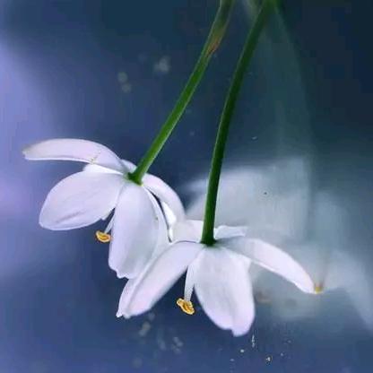 芳