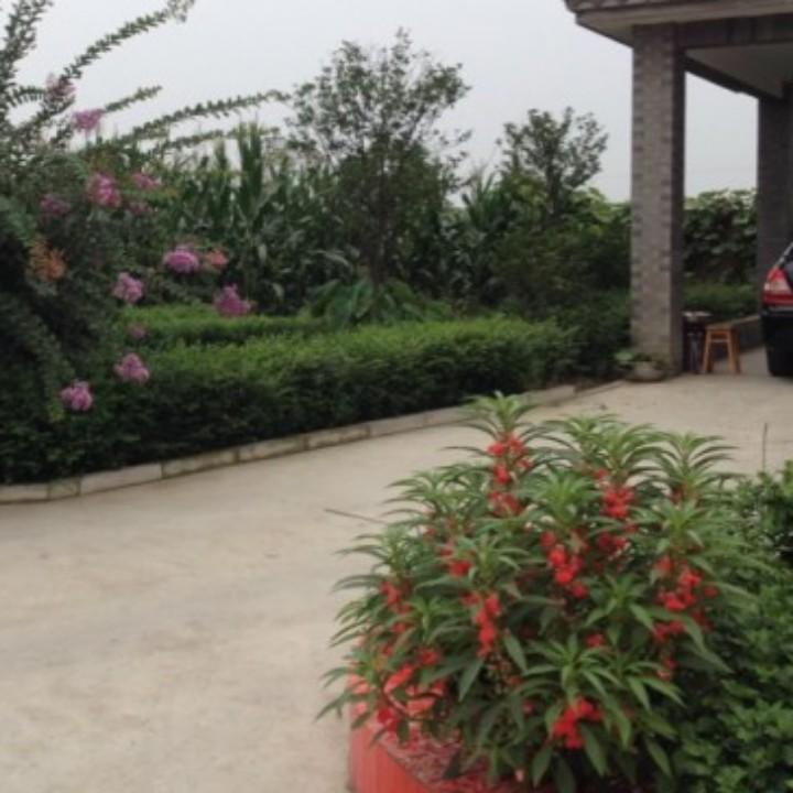绽放的荷花