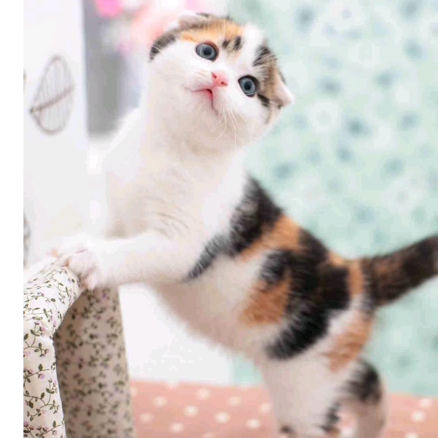 糖画达人岳老师