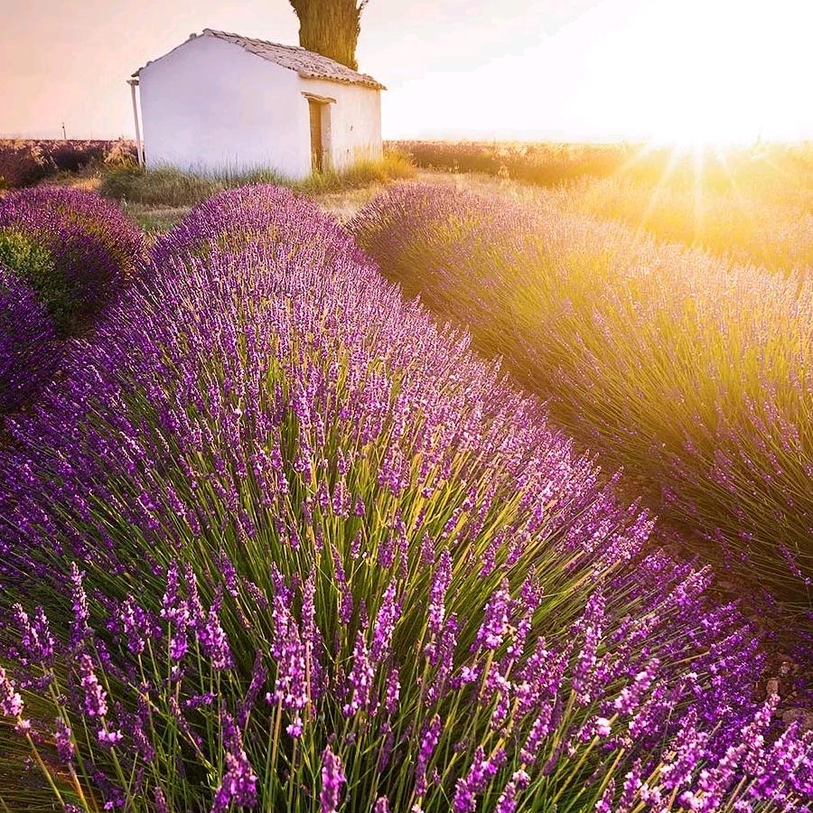 （苍溪）宋家板材批发店