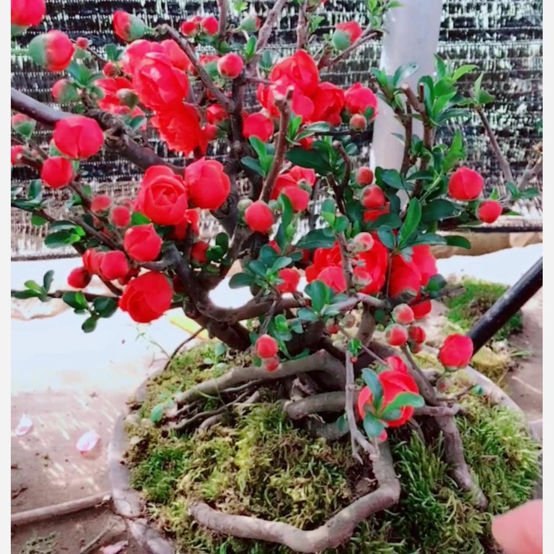 源艺花卉