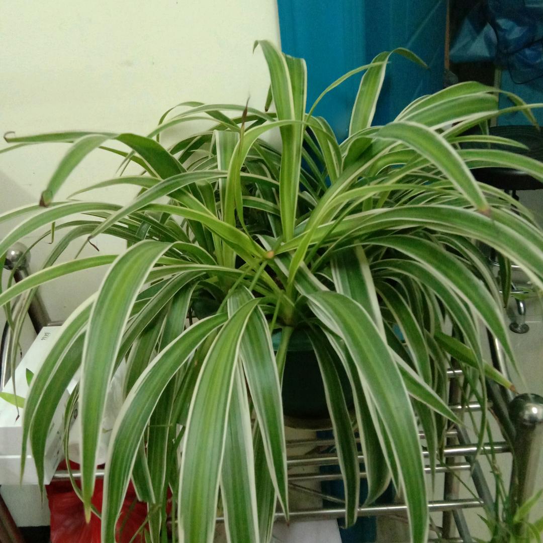 春天的小草.