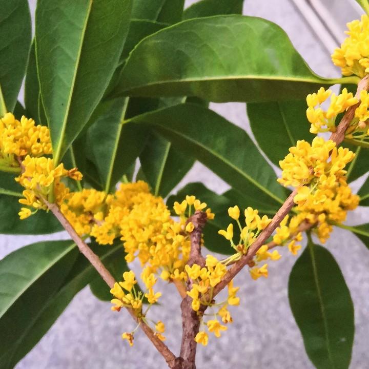 花花公子🌸花花姑涼