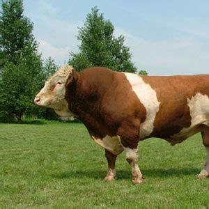 王兽医的小跟班🐮