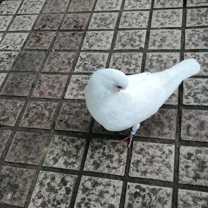 风月海棠