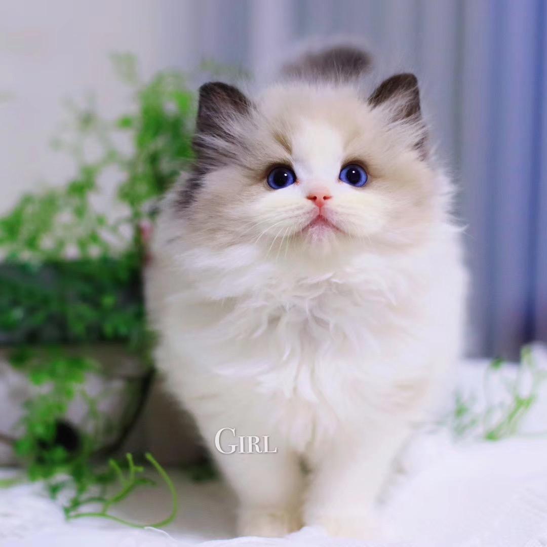 叶子花艺