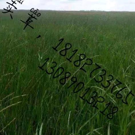 C18182733765