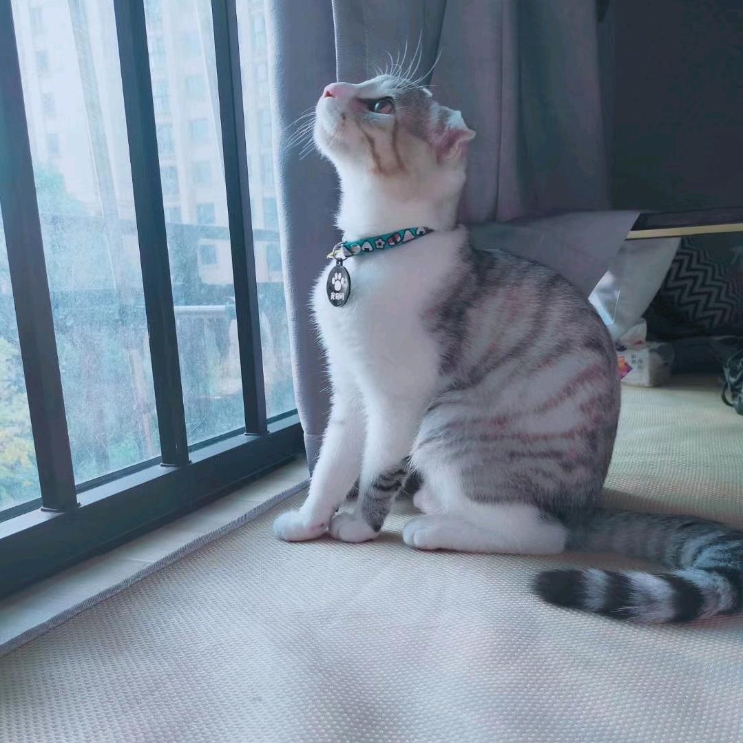 喵生十九