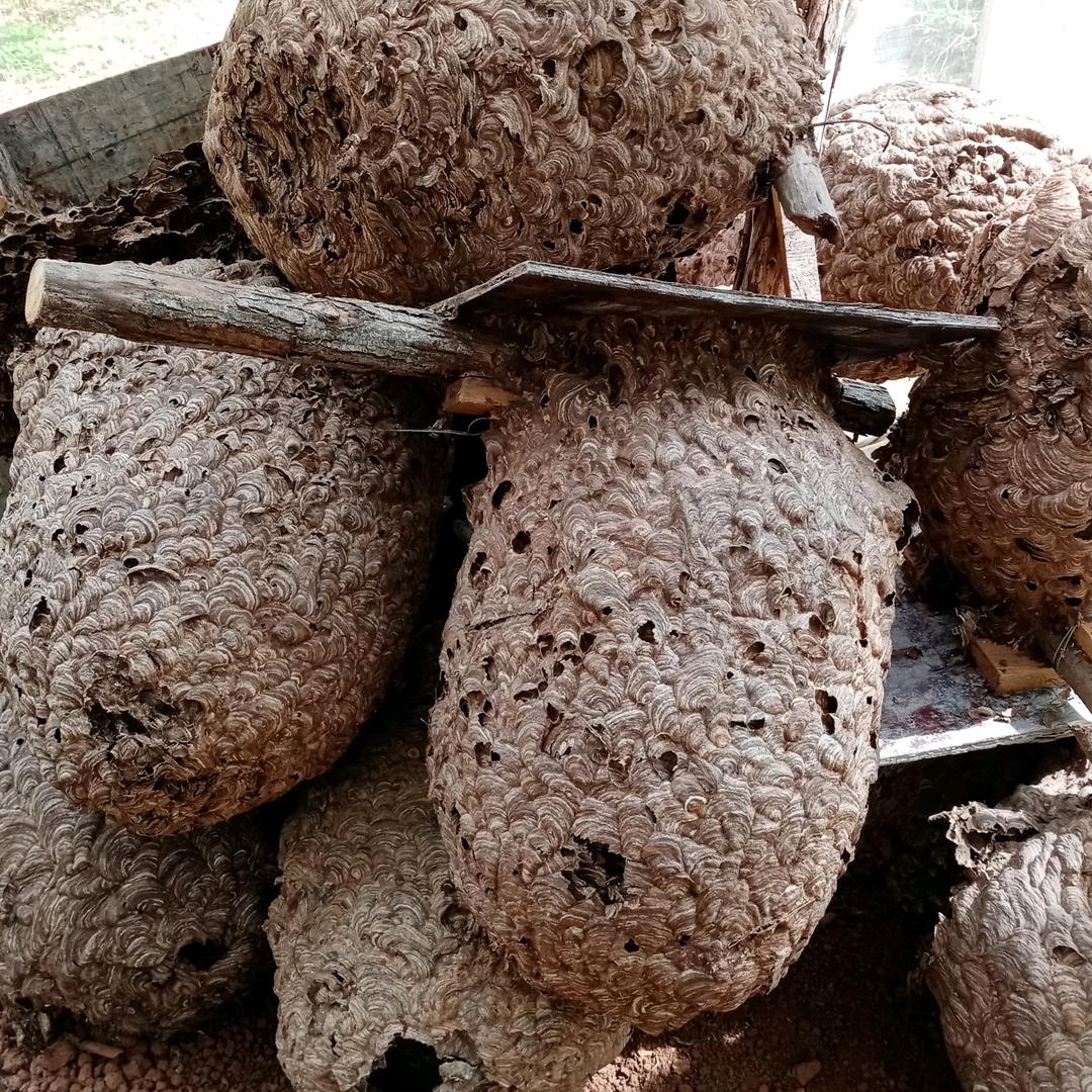 阳宗海杨氏胡蜂专业养殖，