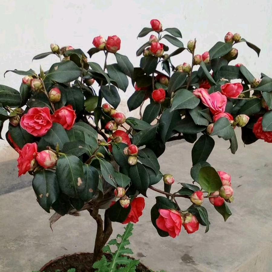 人闲心不闲