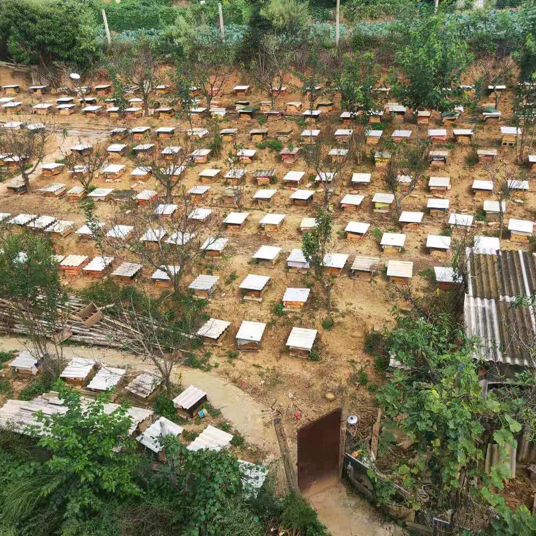 沈春波中蜂马蜂养殖基地