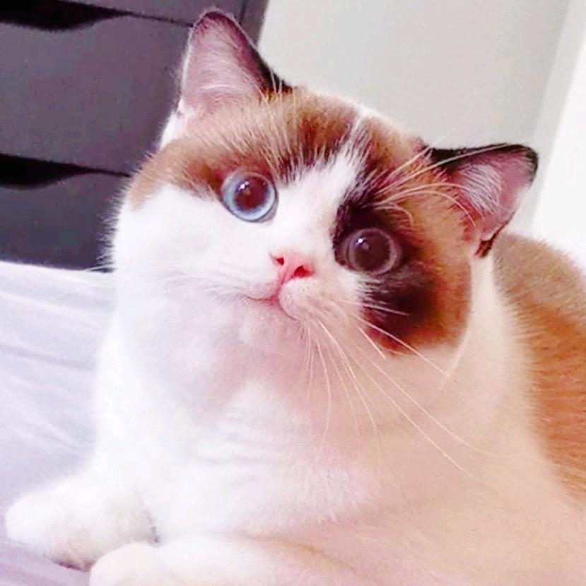 luca小胖子