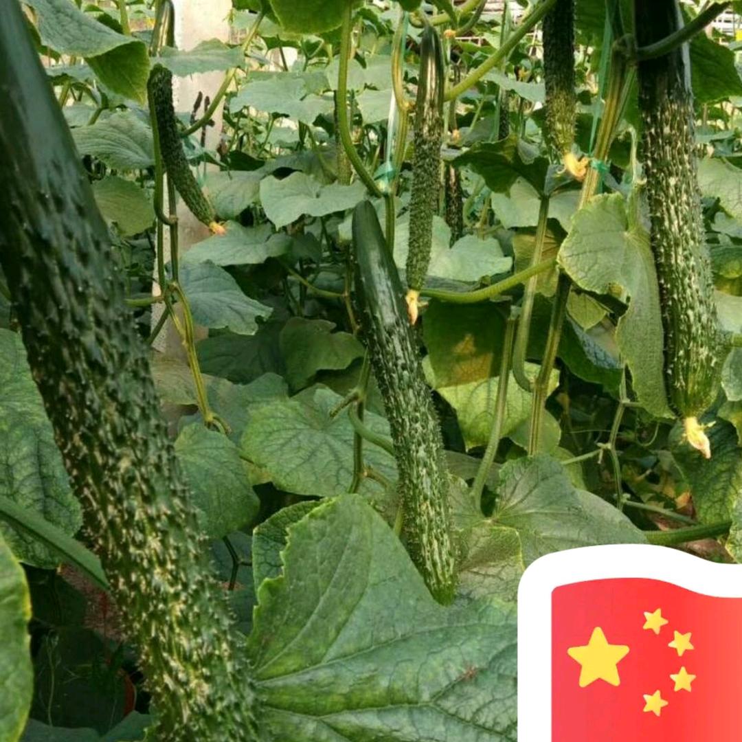 预订蔬菜种苗