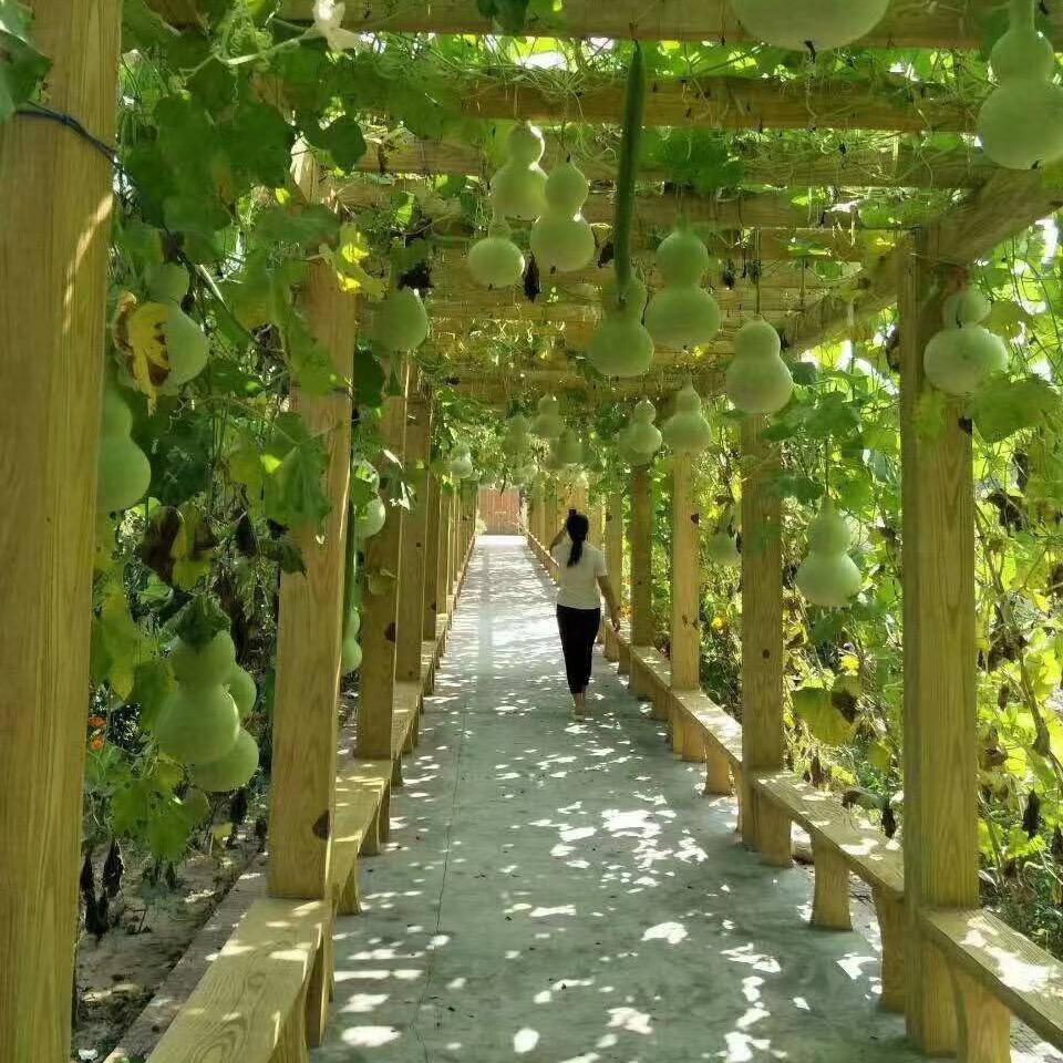 🦩火烈鸟
