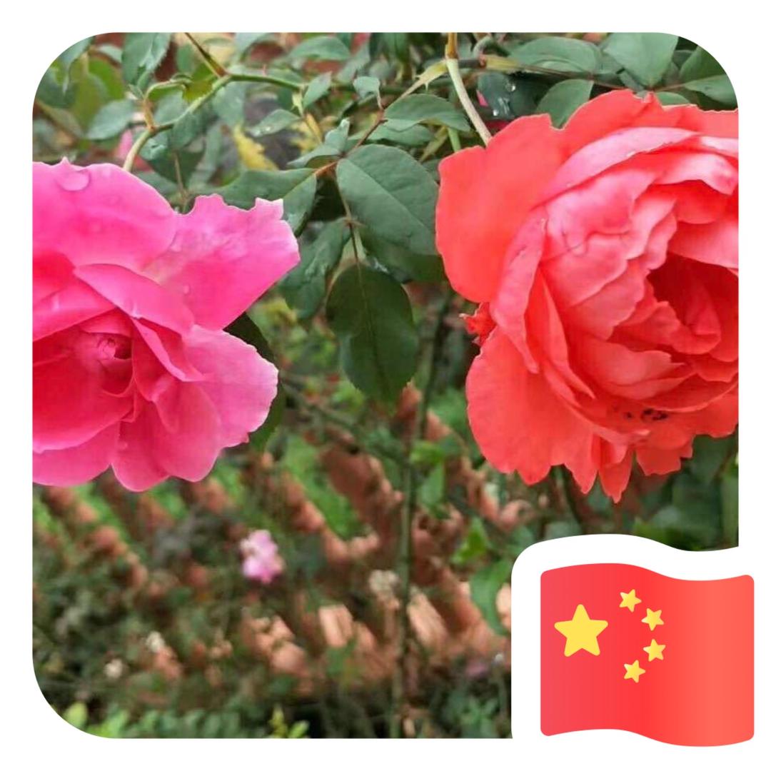 融不化的彬淇淋