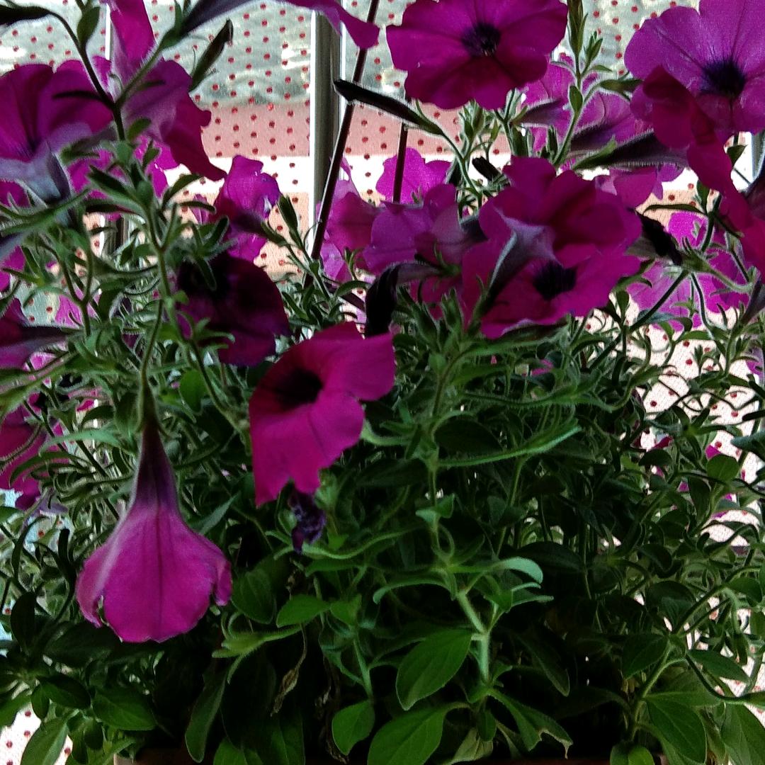 花好月圆