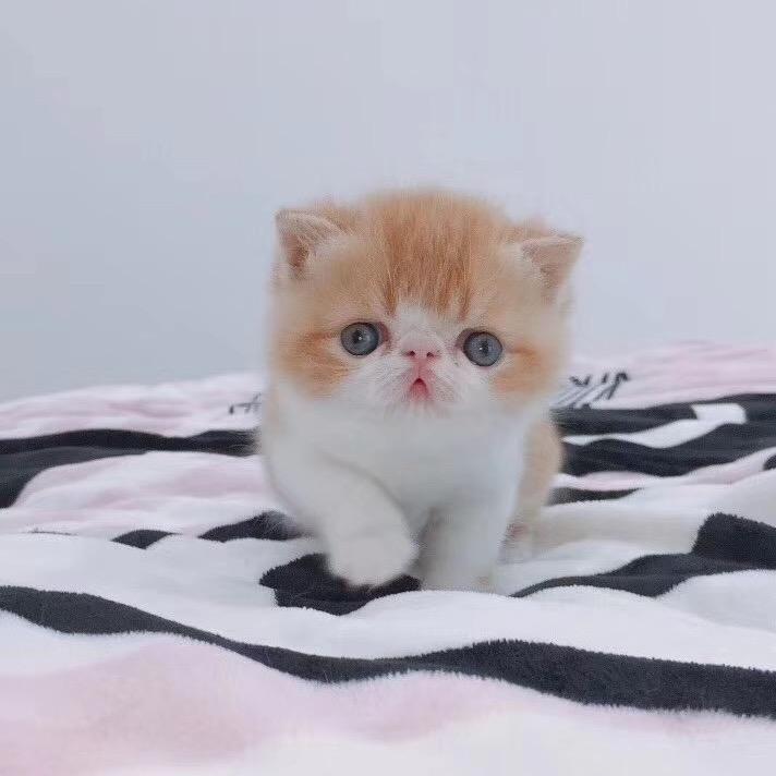 我的狗叫多多