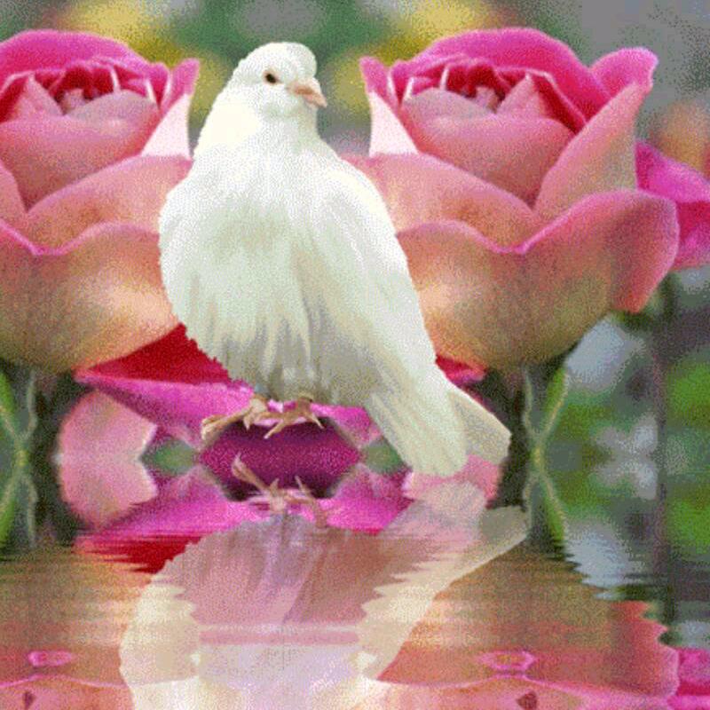 花好月圆