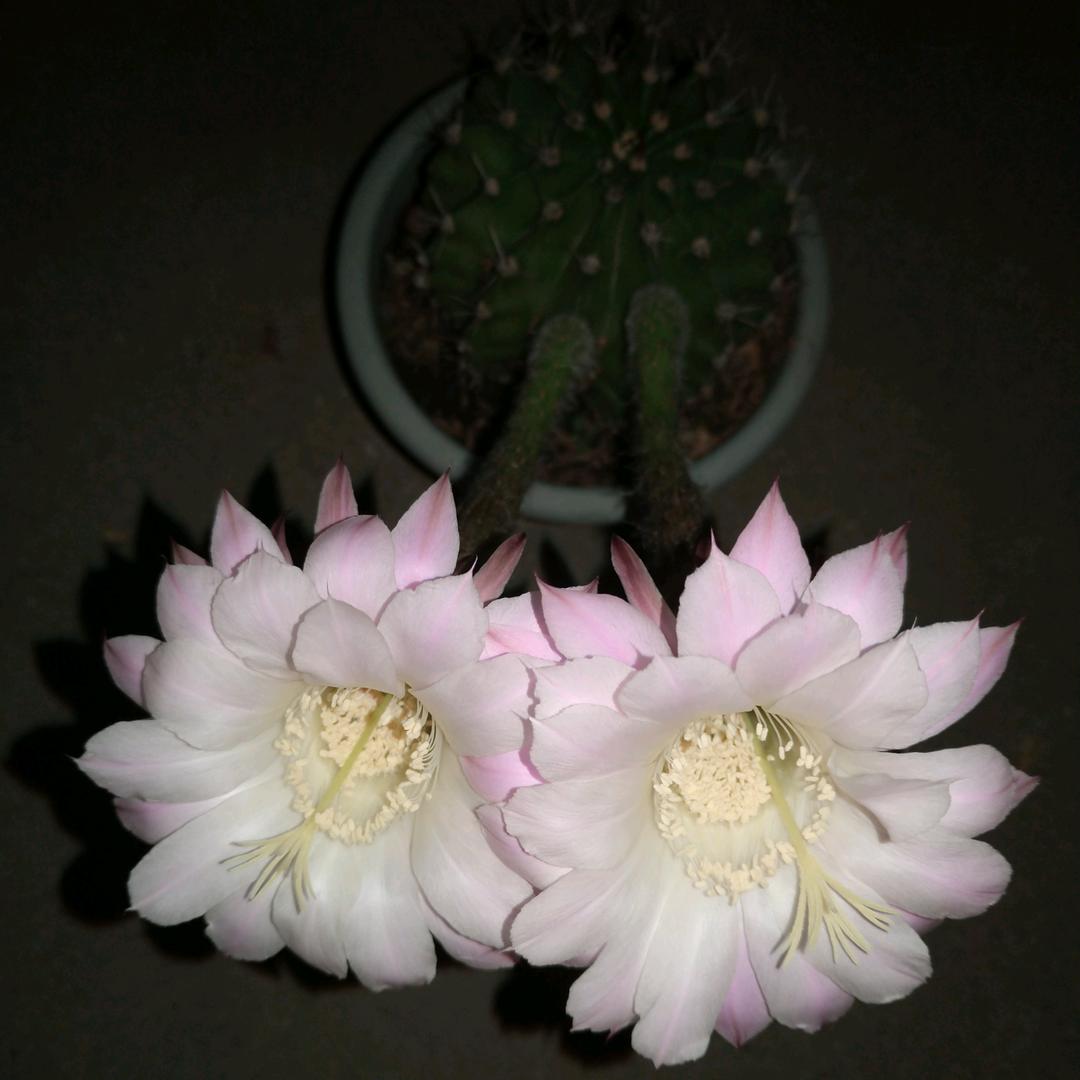 种花养草🌹钓🐠溜🐦