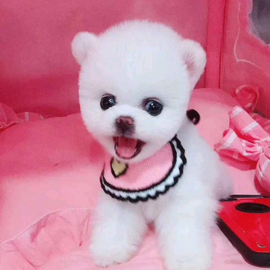 豆丁萌宠*